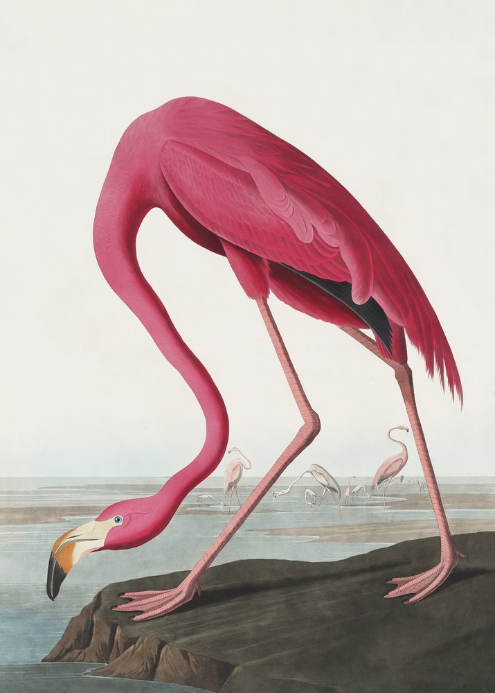 tekijältä John James Audubon