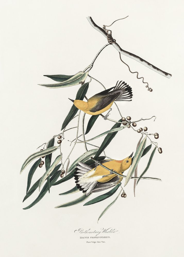  tekijältä John James Audubon