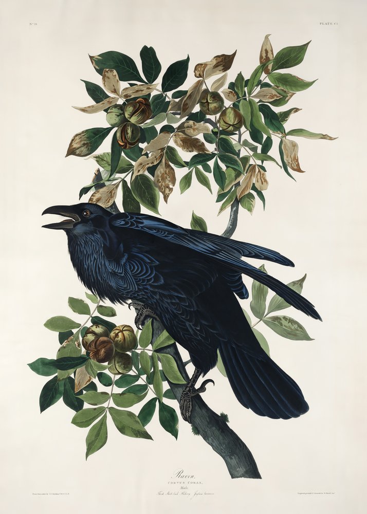  tekijältä John James Audubon