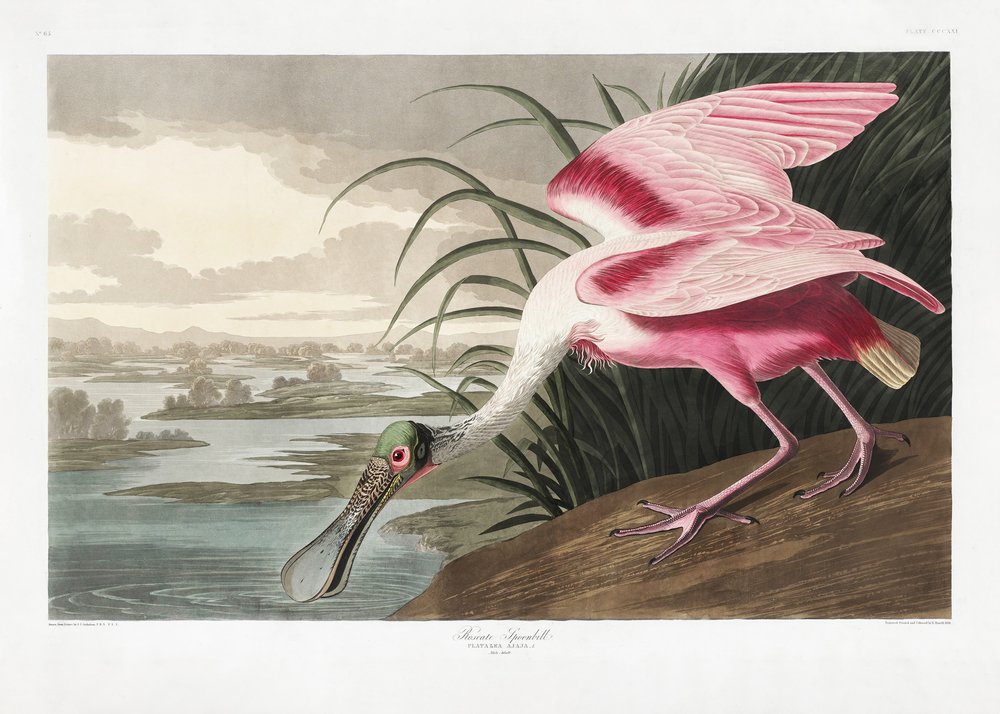  tekijältä John James Audubon