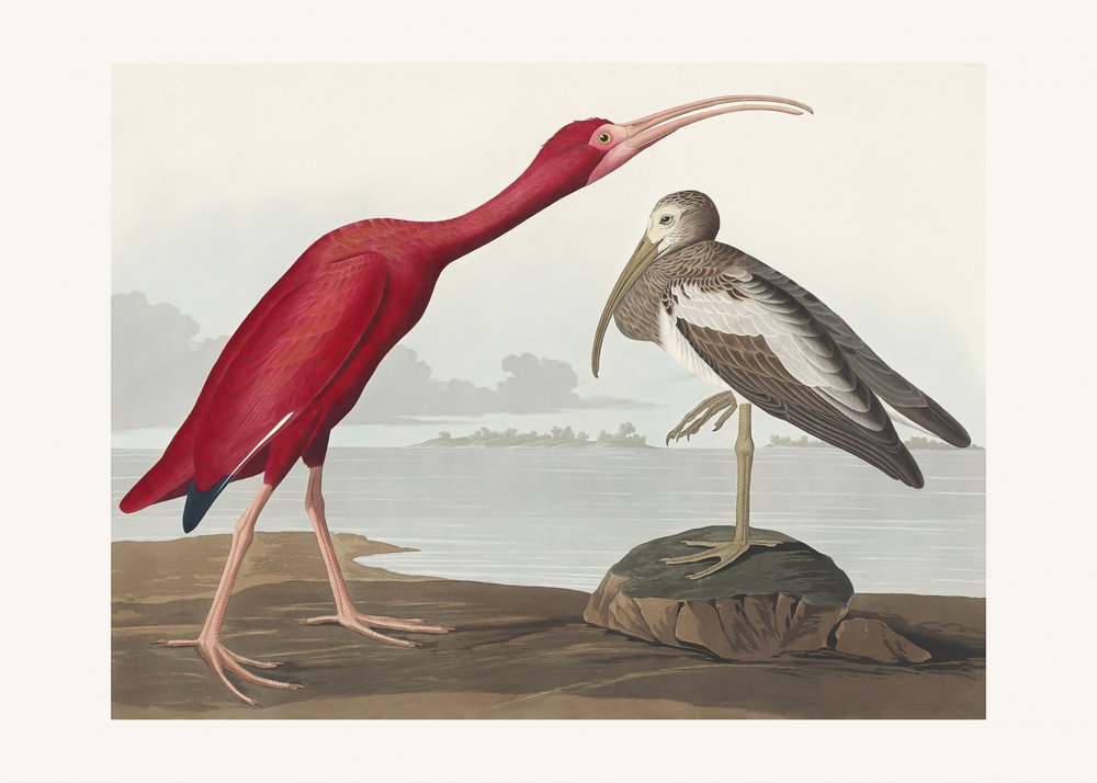  tekijältä John James Audubon
