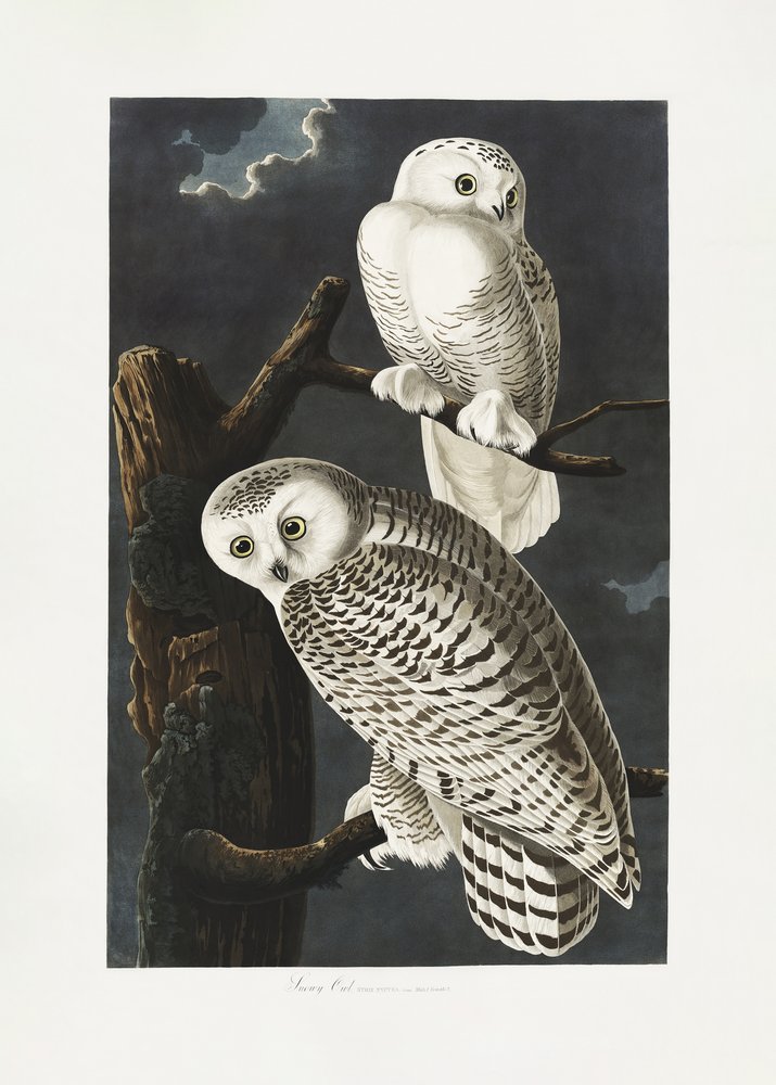  tekijältä John James Audubon