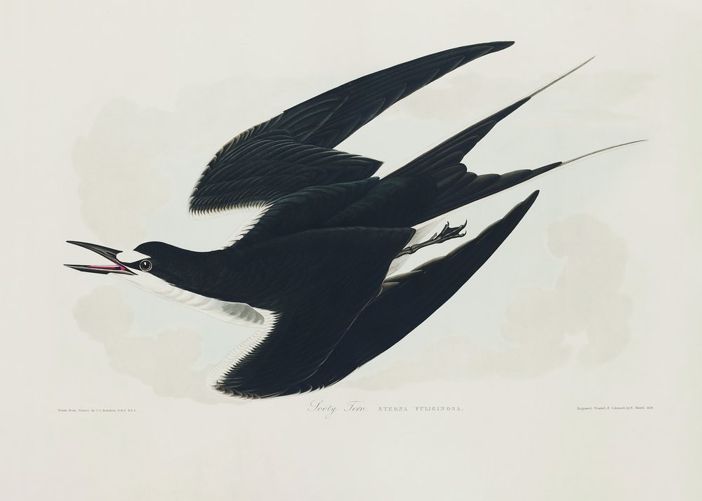  tekijältä John James Audubon