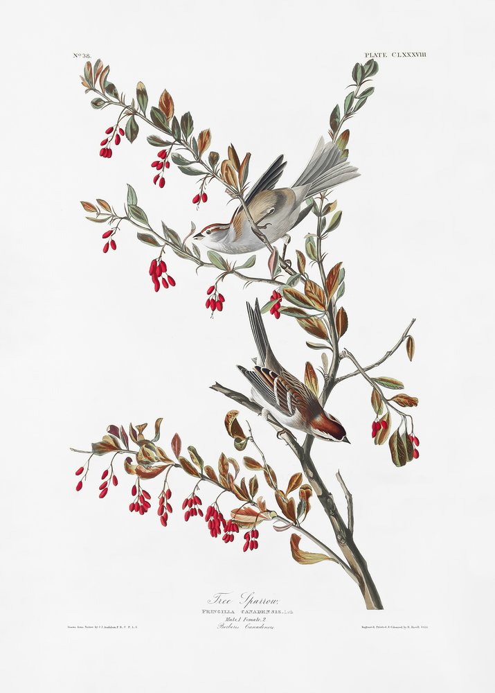  tekijältä John James Audubon