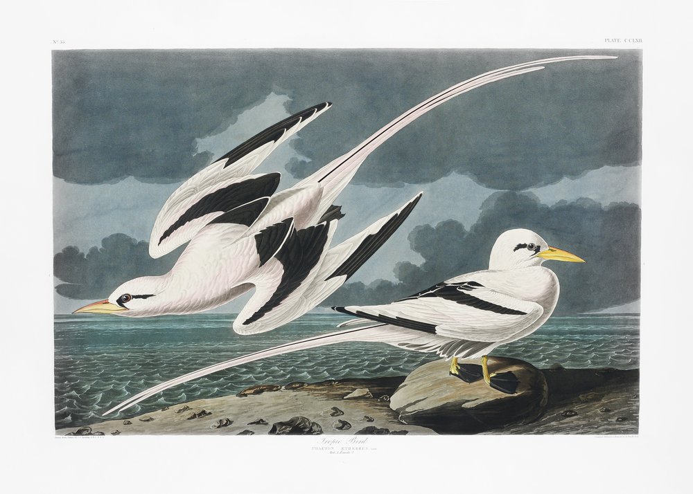  tekijältä John James Audubon