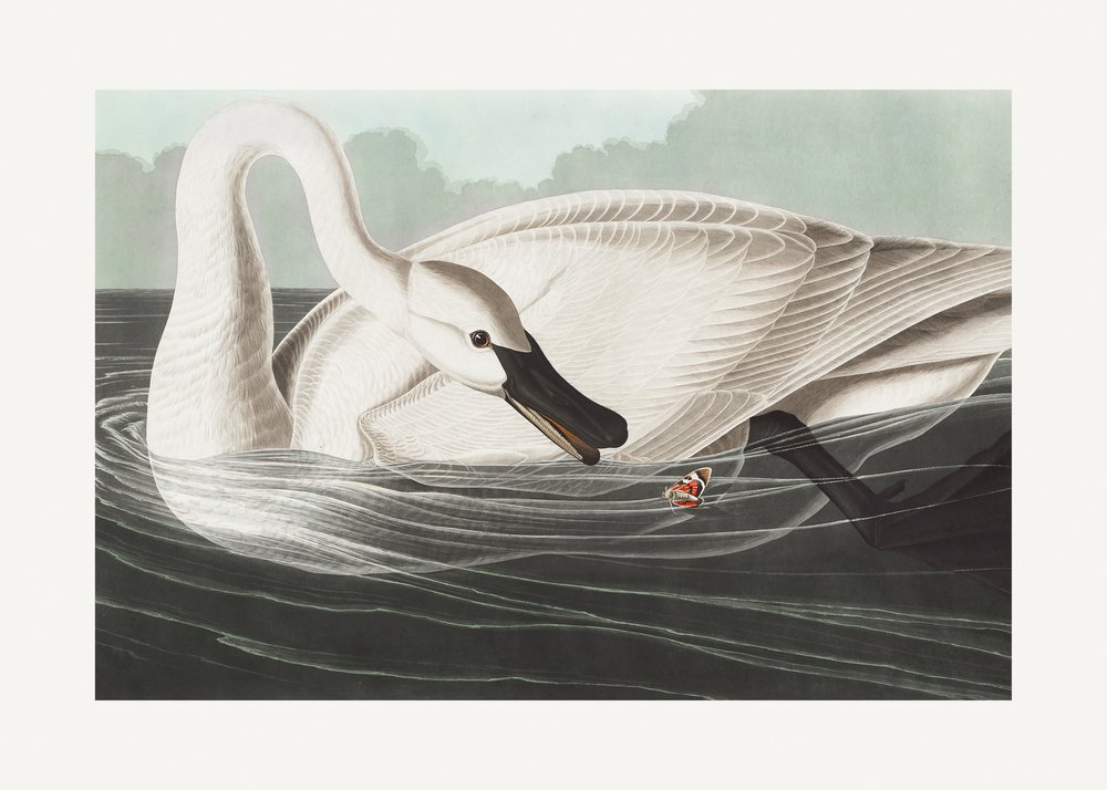  tekijältä John James Audubon