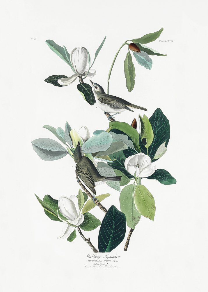  tekijältä John James Audubon