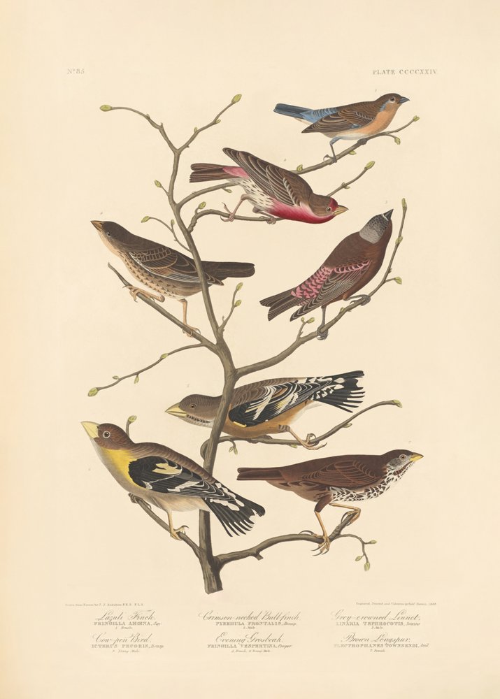 Lazuli-peippo tekijältä John James Audubon/ Rob Havell