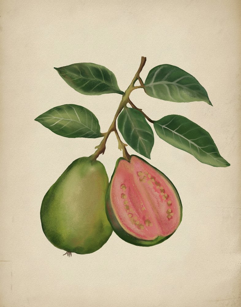 Tuore guava -kasvi tekijältä Josie George