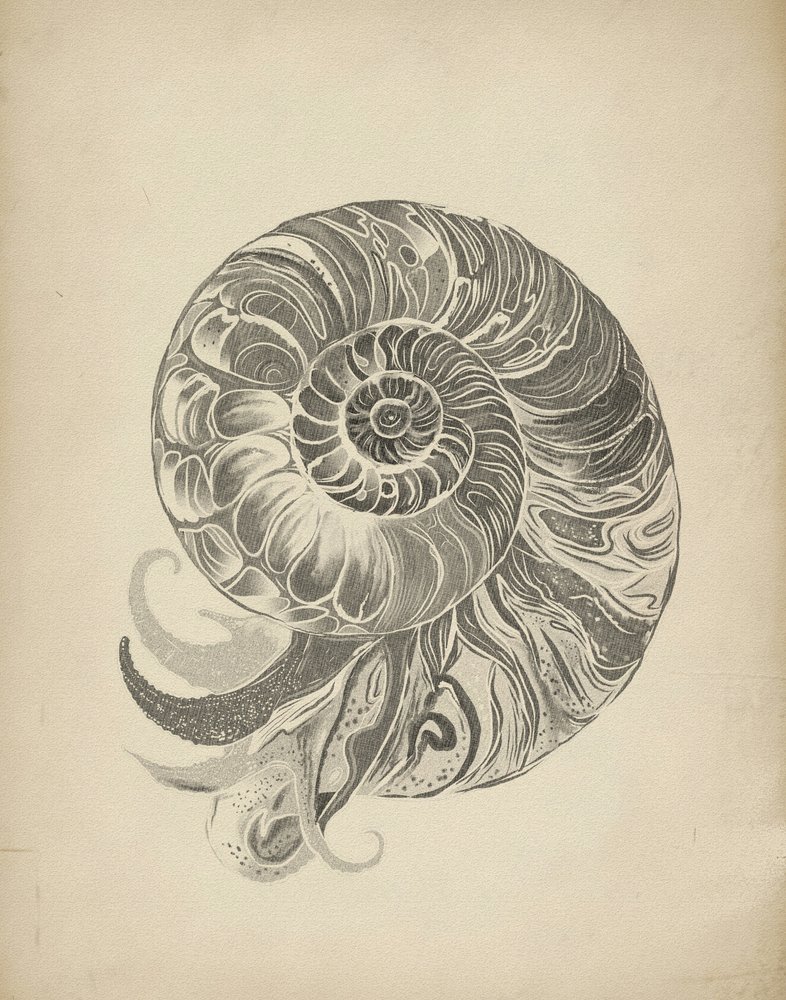 Monimutkainen nautilus-kierre tekijältä Josie George