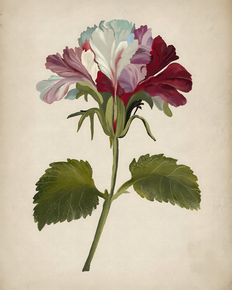 Värikäs pelargoniakukka tekijältä Josie George