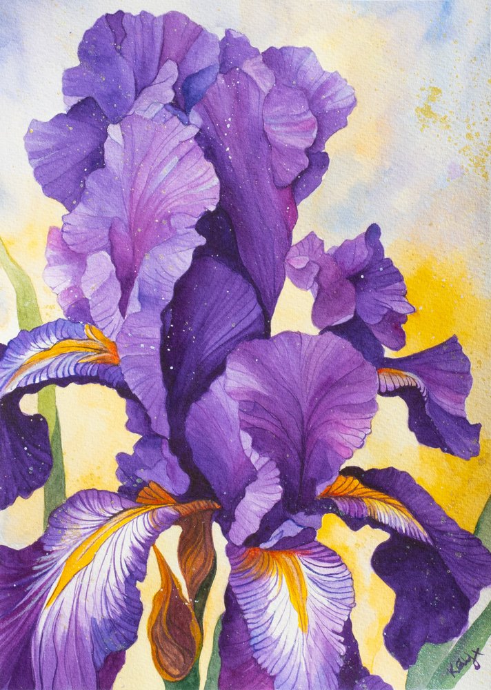 Värikäs violetti iiris tekijältä Kay Shanley