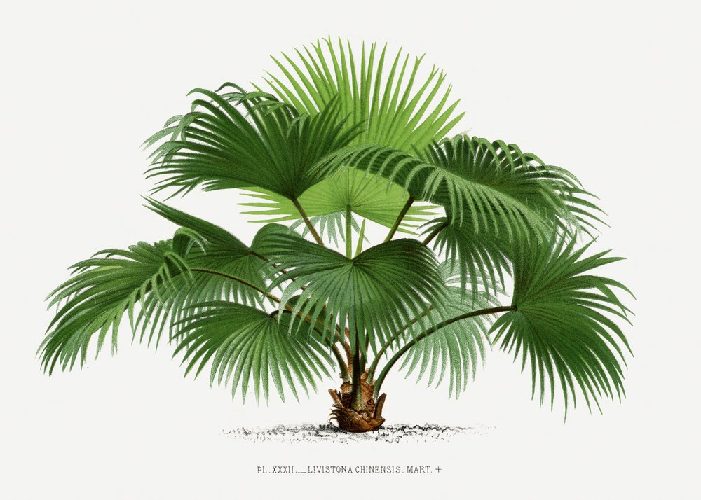 tekijältä Les Palmiers Histoire Iconographique