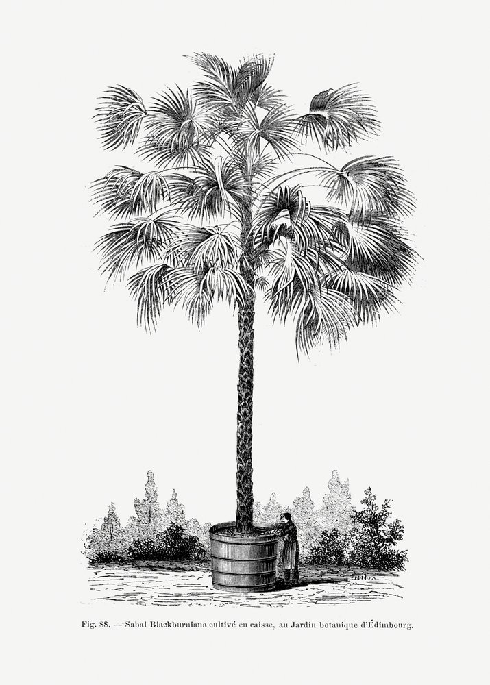  tekijältä Les Palmiers Histoire Iconographique