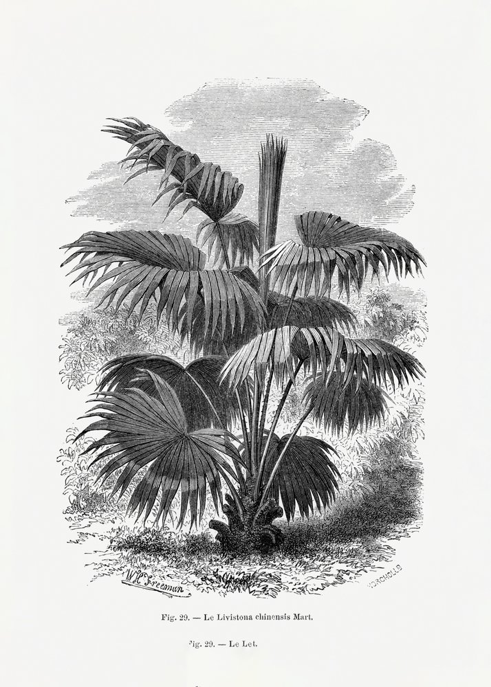  tekijältä Les Palmiers Histoire Iconographique