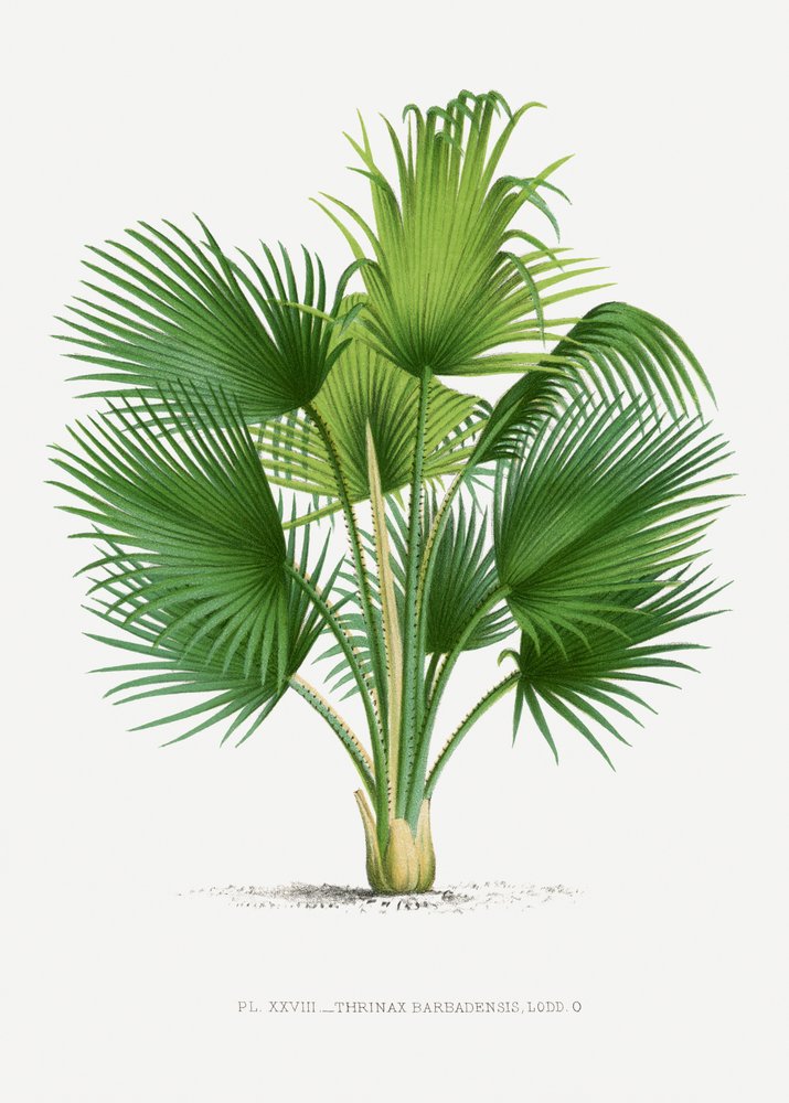  tekijältä Les Palmiers Histoire Iconographique