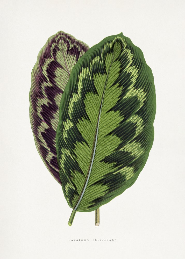  tekijältä Les Plantes a Feuillage Colore