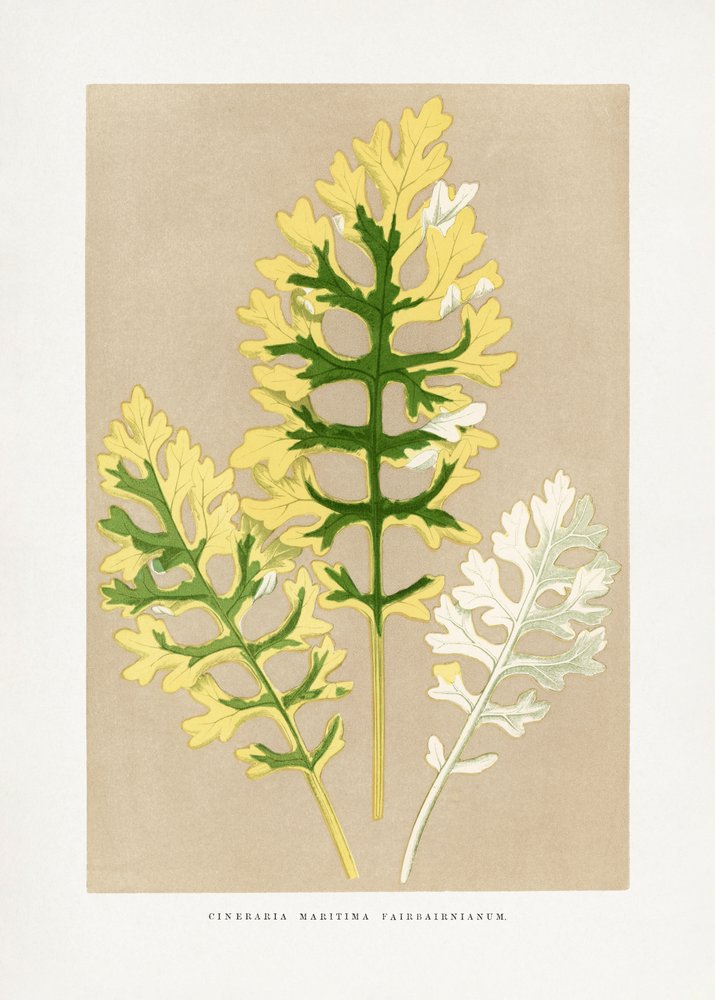  tekijältä Les Plantes a Feuillage Colore