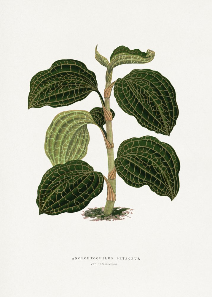  tekijältä Les Plantes a Feuillage Colore