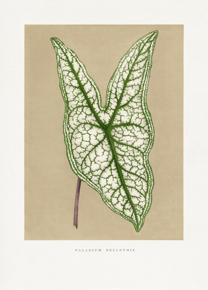  tekijältä Les Plantes a Feuillage Colore