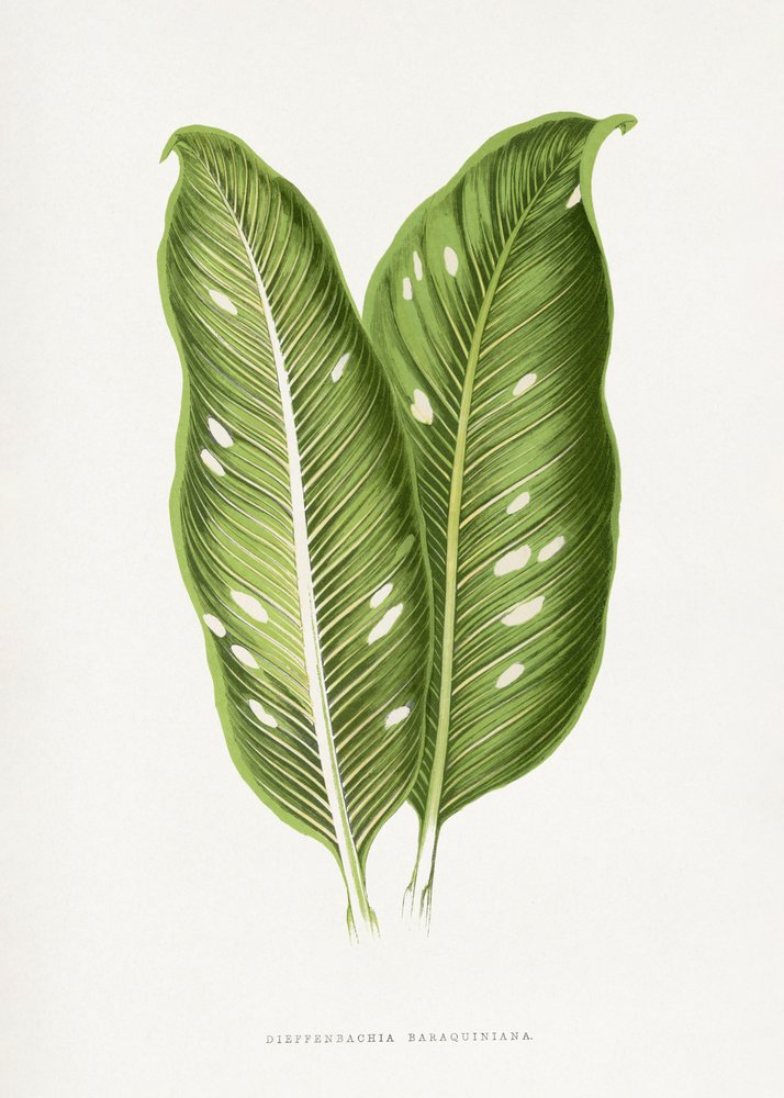  tekijältä Les Plantes a Feuillage Colore