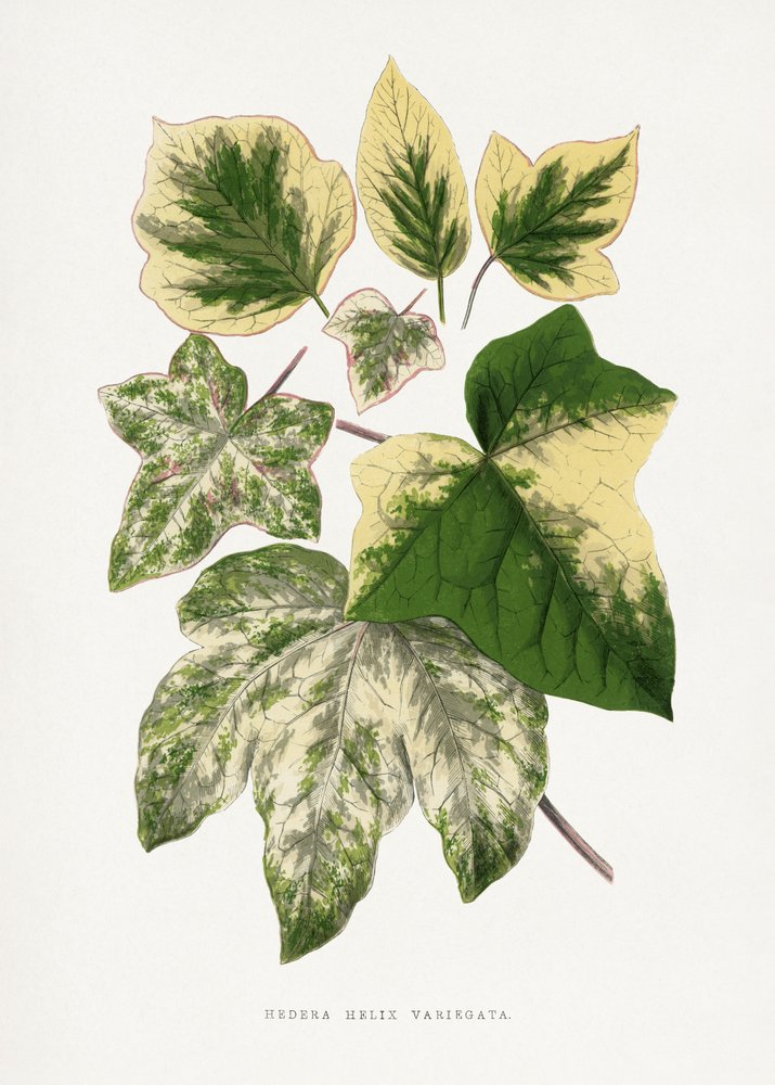  tekijältä Les Plantes a Feuillage Colore