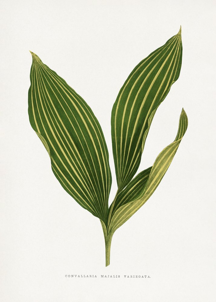  tekijältä Les Plantes a Feuillage Colore