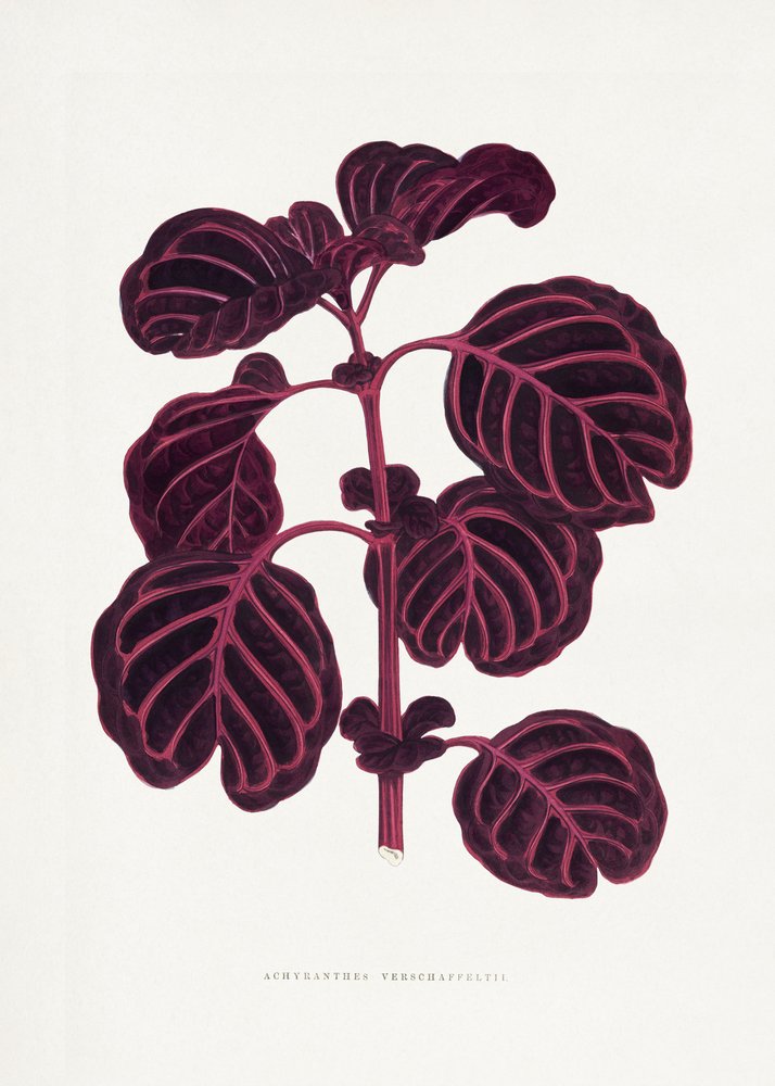  tekijältä Les Plantes a Feuillage Colore