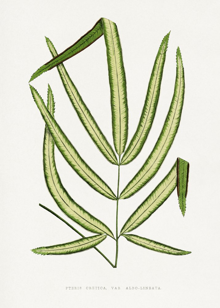  tekijältä Les Plantes a Feuillage Colore