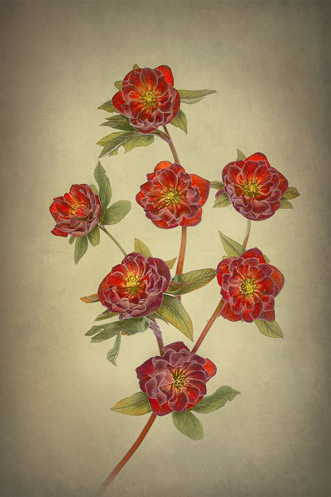Kaksinkertaiset Queen-hellebore-kukat tekijältä Lydia Jacobs