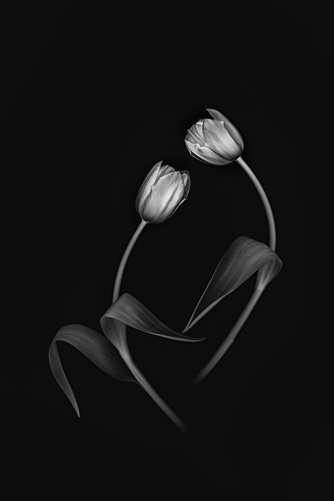 Tyylikäs Tulip Duo tekijältä Lydia Jacobs