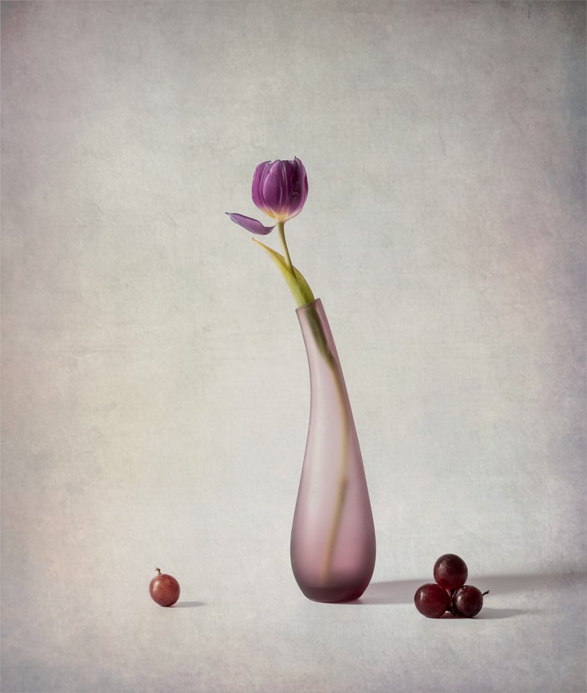 Violetti tulppaanin asetelma tekijältä May G