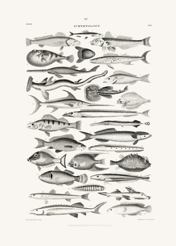 Sealife I tekijältä Oliver Goldsmith