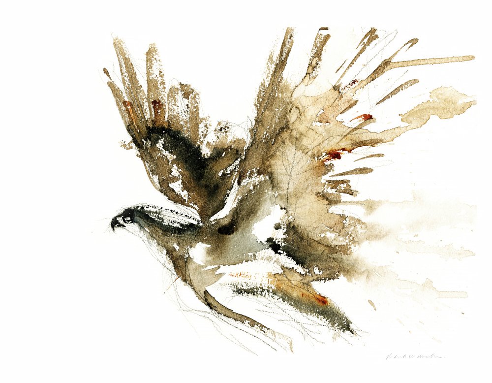 Flying Hawk -vesiväri tekijältä RodMacIver