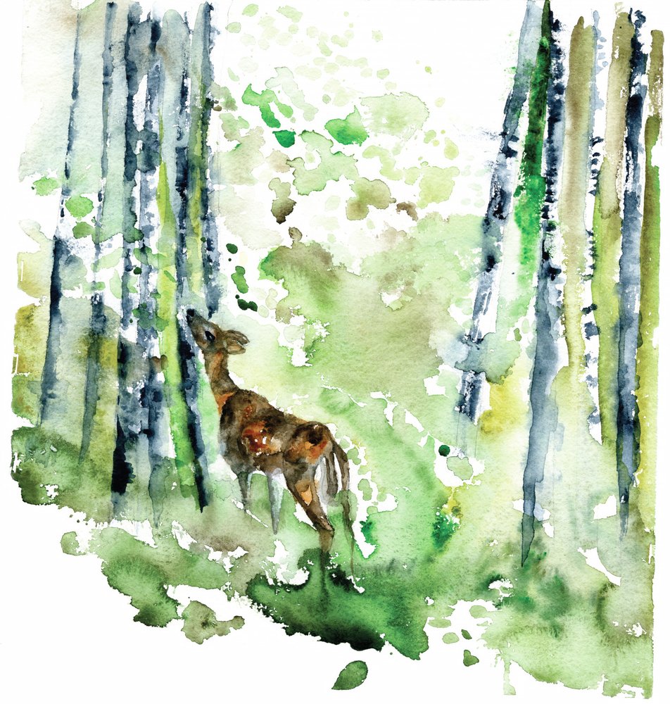Metsänvasa-vesiväri tekijältä RodMacIver