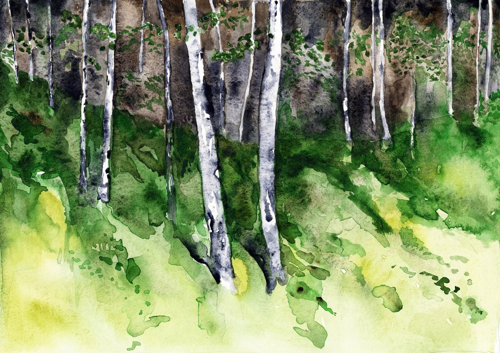 Auringonvalossa kylpevä koivumetsä tekijältä RodMacIver