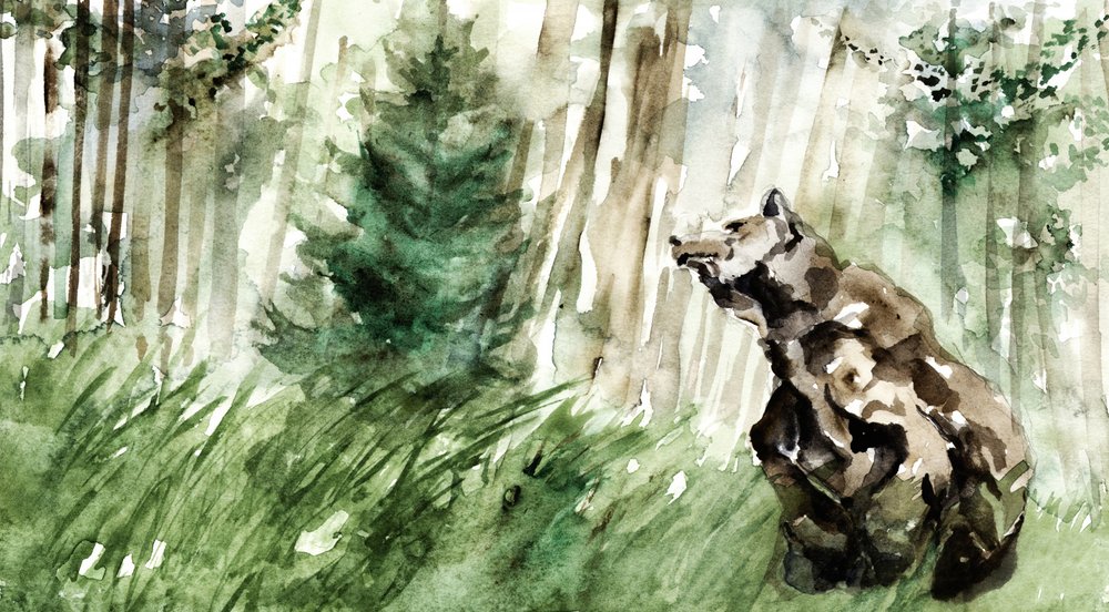 Villi metsäkarhu tekijältä RodMacIver