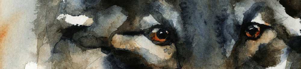 Villin suden silmät tekijältä RodMacIver