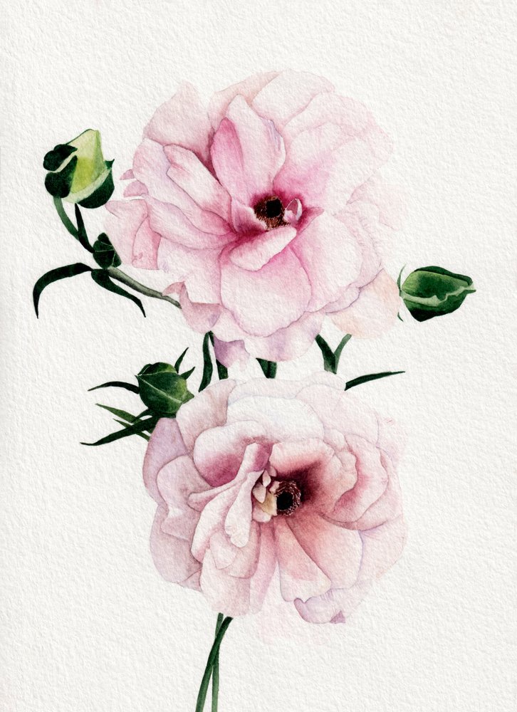Vaaleanpunaiset vesivärikukat tekijältä Salome