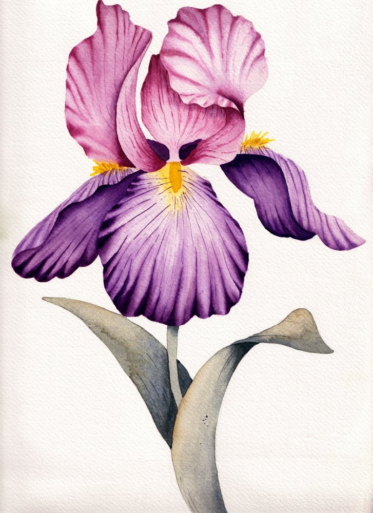 Värikäs violetti iiris tekijältä Salome