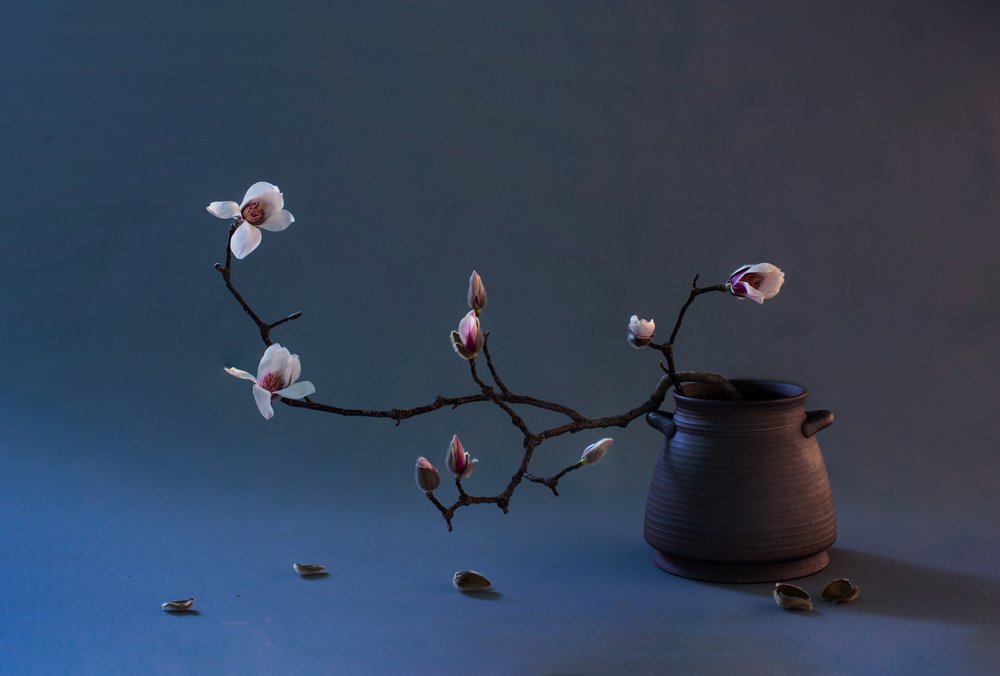 Zen-magnolian kukka tekijältä Summer2016