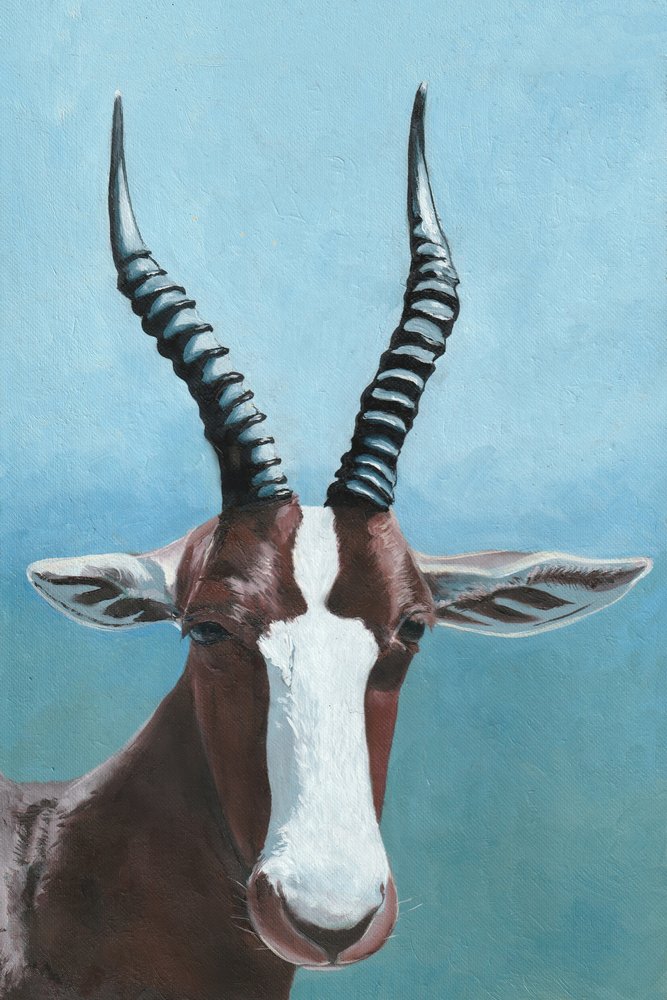 Blesbok-antiloopin katse tekijältä Viccy Wanliss