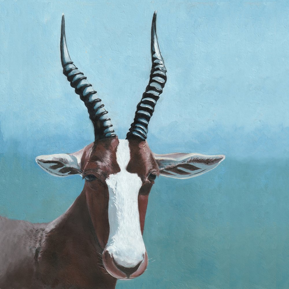 Blesbok-antiloopin katse tekijältä Viccy Wanliss