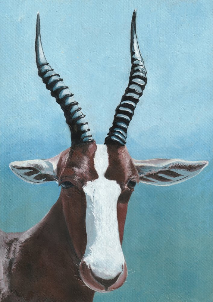 Blesbok-antiloopin muotokuva tekijältä Viccy Wanliss