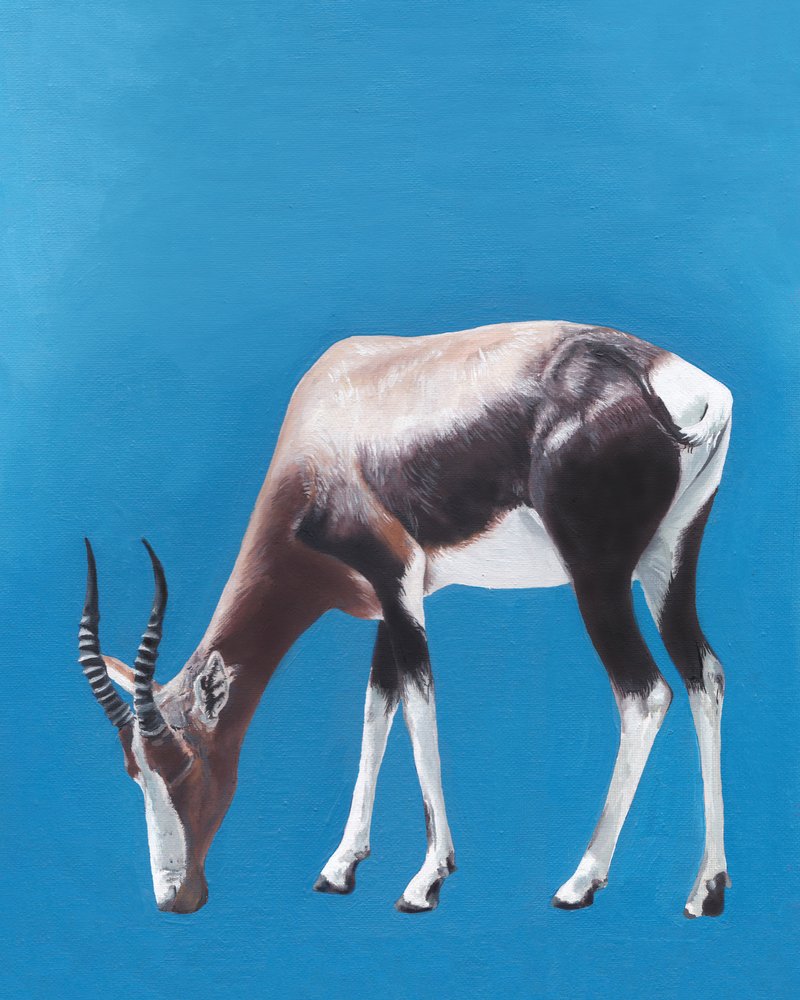 Laumassa laiduntava bontebok-antilooppi tekijältä Viccy Wanliss