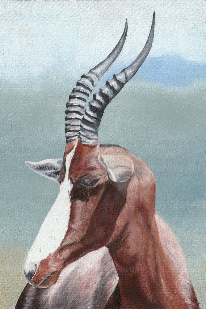Majesteettinen blesbok-antilooppi tekijältä Viccy Wanliss