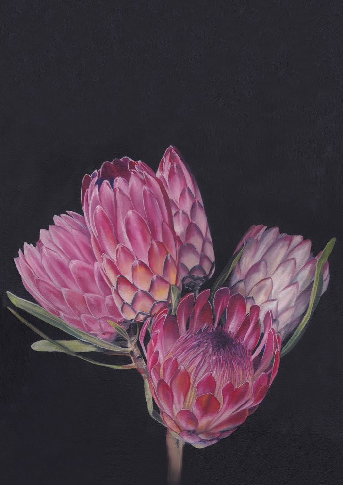 Protea-kokoelma, Viccy Wanliss tekijältä Viccy Wanliss