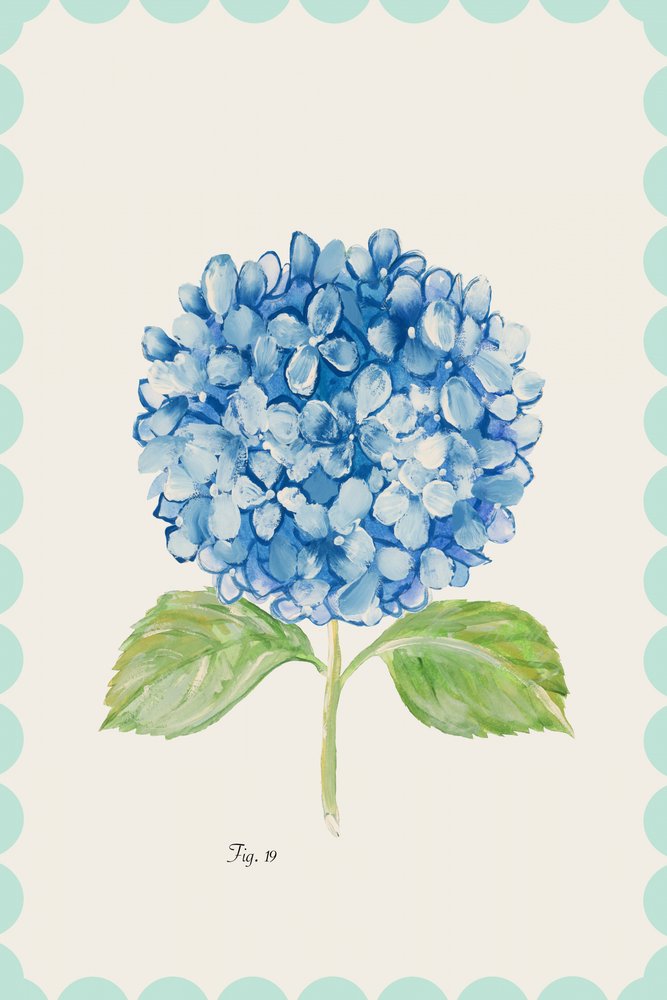 Sinisen hydrangean kuvitus tekijältä cartissi
