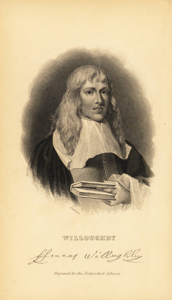 Francis Willughby tai Willoughby, englantilainen ornitologi ja iktyologi, 1635-1672 tekijältä Unknown