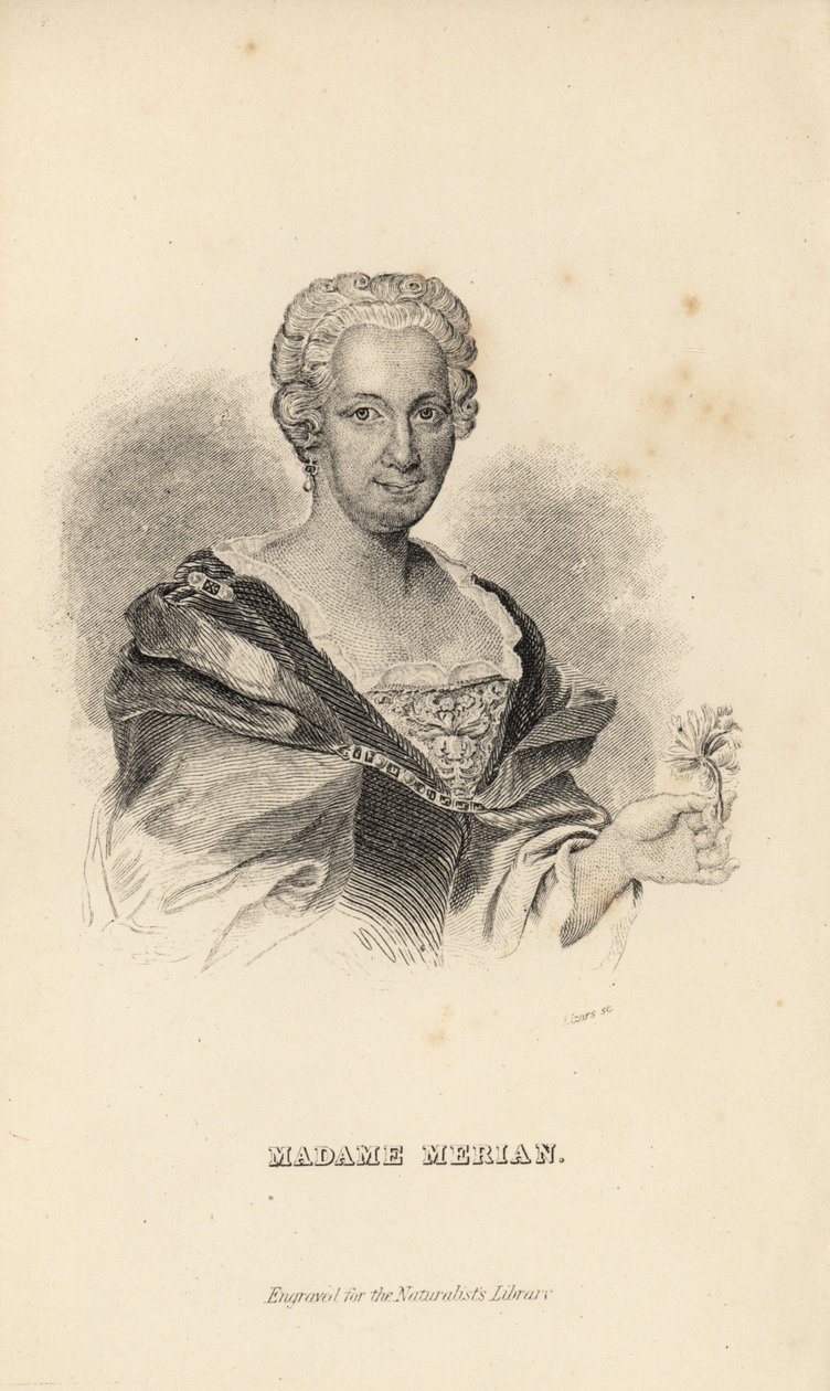 Madame Merian tai Maria Sybilla Merian, saksalainen luonnontieteilijä, hyönteistutkija ja tieteellinen kuvittaja, 1647-1717 tekijältä Unknown